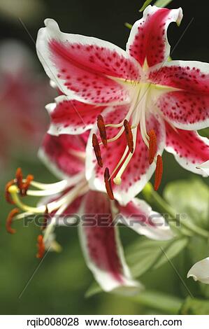 Stock Photo - Lily. Fotosearch