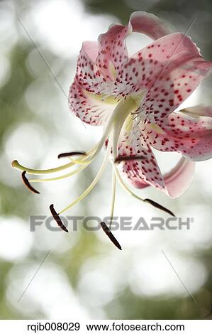 Lily View Large Photo Image Stock Photo - Lily. Fotosearch