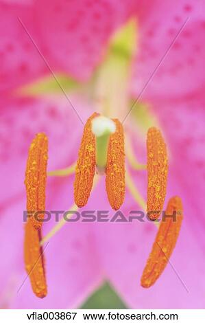 Stock Photo - Lily. Fotosearch