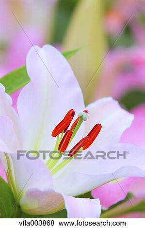 Stock Photo - Lily. Fotosearch