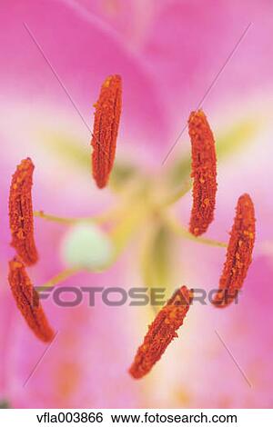 Stock Photograph - Lily. Fotosearch