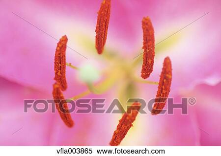 Lily View Large Photo Image Stock Photography - Lily. Fotosearch