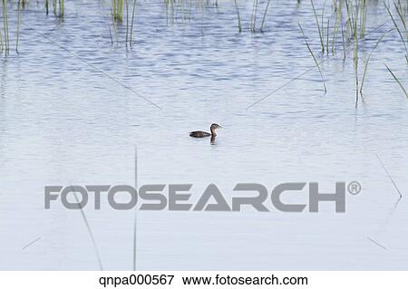 Stock Photo - Little Grebe. Fotosearch
