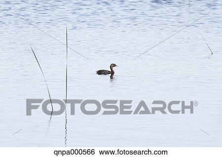 Little Grebe View Large Photo Image Stock Photograph - Little Grebe. Fotosearch
