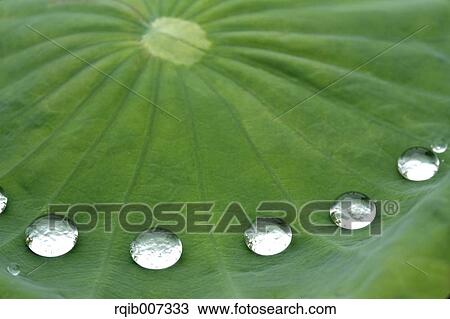 Stock Image - Lotus leaf. Fotosearch