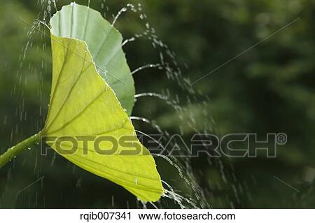 Lotus leaf View Large Photo Image Stock Image - Lotus leaf. Fotosearch