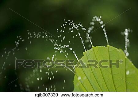 Stock Photo - Lotus leaf. Fotosearch