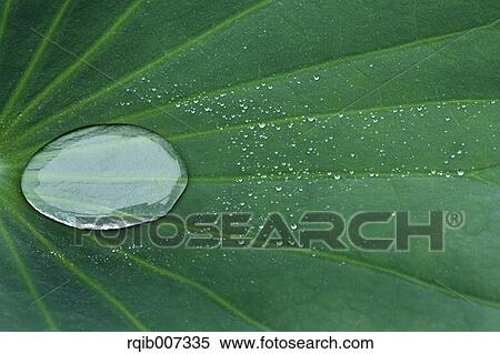Stock Photography - Lotus leaf. Fotosearch