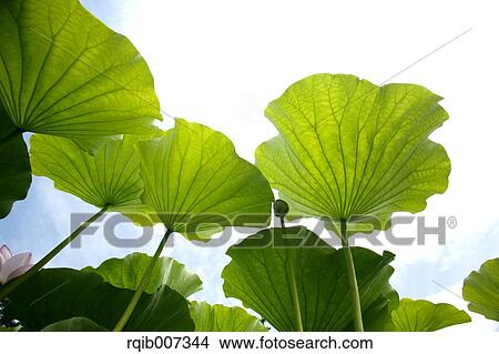 Picture - Lotus leaves. Fotosearch