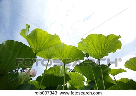 Stock Image - Lotus leaves. Fotosearch
