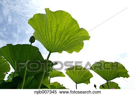 Lotus leaves View Large Photo Image Stock Photography - Lotus leaves. Fotosearch