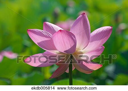 Lotus View Large Photo Image Picture - Lotus. Fotosearch