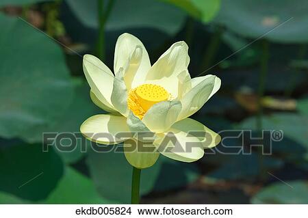 Lotus View Large Photo Image Picture - Lotus. Fotosearch