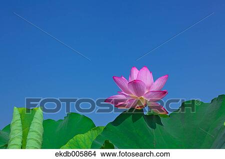 Lotus View Large Photo Image Picture - Lotus. Fotosearch