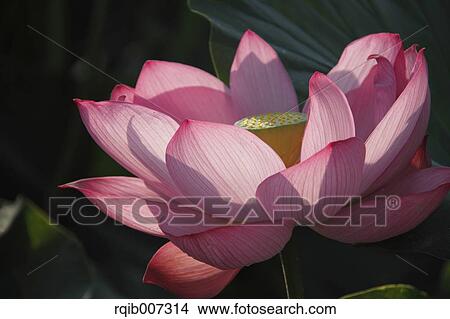 Lotus View Large Photo Image Picture - Lotus. Fotosearch