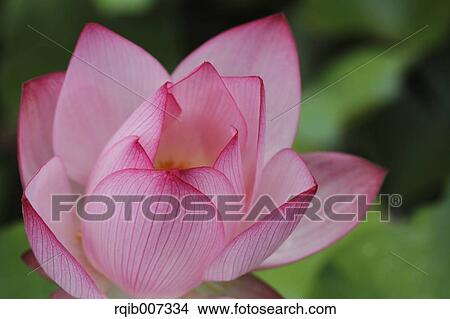 Picture - Lotus. Fotosearch