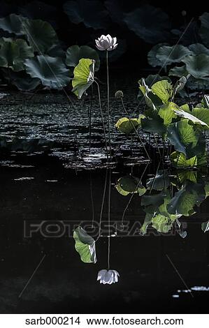 Lotus View Large Photo Image Picture - Lotus. Fotosearch
