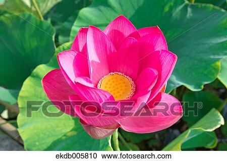 Lotus View Large Photo Image Stock Image - Lotus. Fotosearch