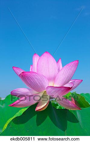 Lotus View Large Photo Image Stock Image - Lotus. Fotosearch