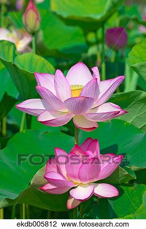 Stock Image - Lotus. Fotosearch