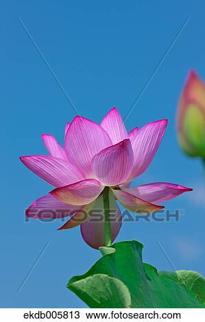 Lotus View Large Photo Image Stock Image - Lotus. Fotosearch