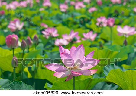 Lotus View Large Photo Image Stock Image - Lotus. Fotosearch