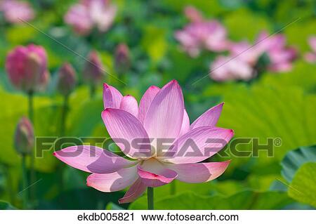 Lotus View Large Photo Image Stock Image - Lotus. Fotosearch