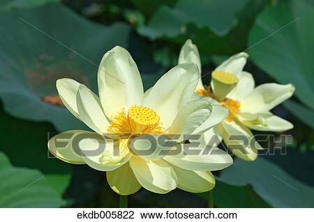 Lotus View Large Photo Image Stock Image - Lotus. Fotosearch