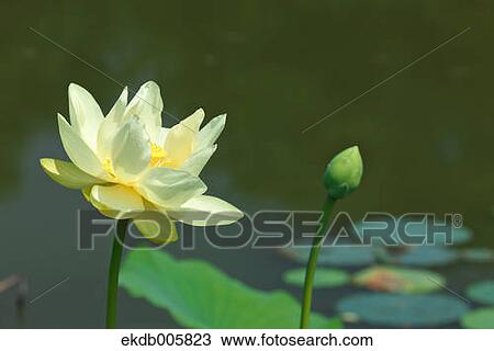 Lotus View Large Photo Image Stock Image - Lotus. Fotosearch