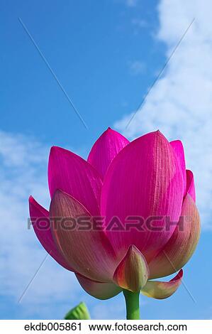Lotus View Large Photo Image Stock Image - Lotus. Fotosearch