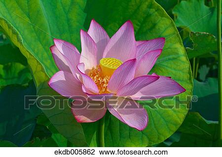 Lotus View Large Photo Image Stock Image - Lotus. Fotosearch
