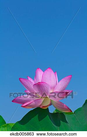 Lotus View Large Photo Image Stock Image - Lotus. Fotosearch