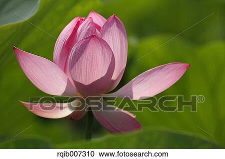 Lotus View Large Photo Image Stock Image - Lotus. Fotosearch