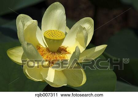 Stock Image - Lotus. Fotosearch