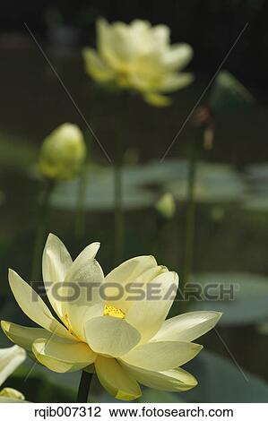 Lotus View Large Photo Image Stock Image - Lotus. Fotosearch