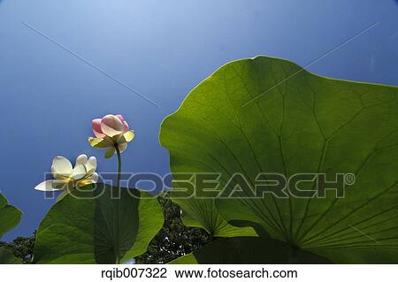 Stock Image - Lotus. Fotosearch