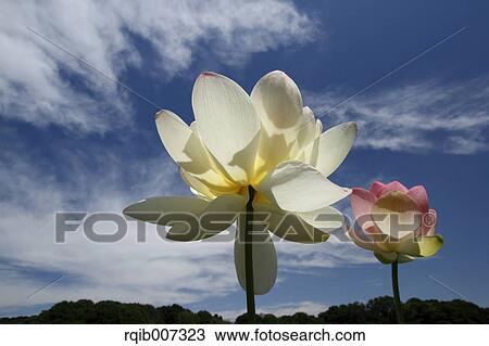 Lotus View Large Photo Image Stock Image - Lotus. Fotosearch