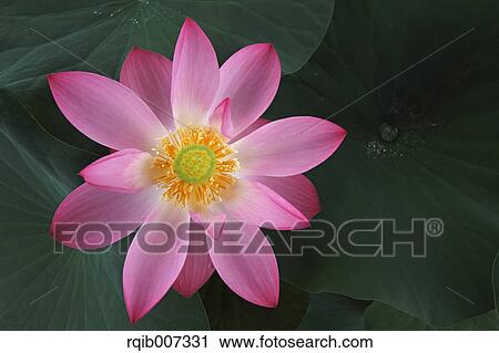 Lotus View Large Photo Image Stock Image - Lotus. Fotosearch