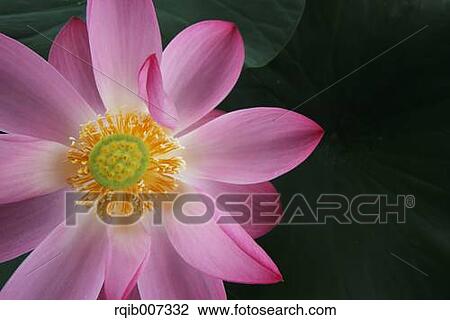 Stock Image - Lotus. Fotosearch