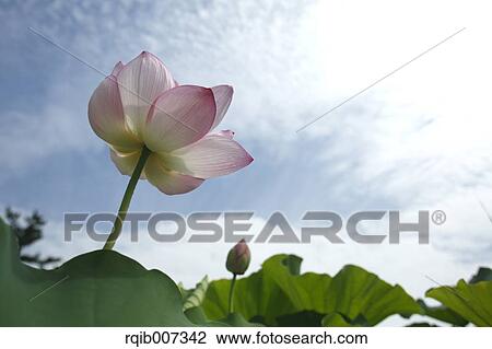 Stock Image - Lotus. Fotosearch