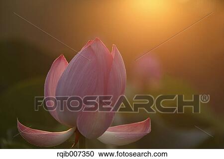 Lotus View Large Photo Image Stock Image - Lotus. Fotosearch