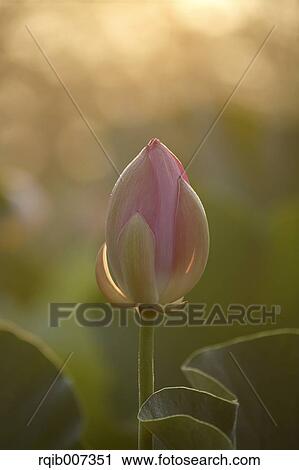 Lotus View Large Photo Image Stock Image - Lotus. Fotosearch