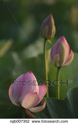 Stock Image - Lotus. Fotosearch