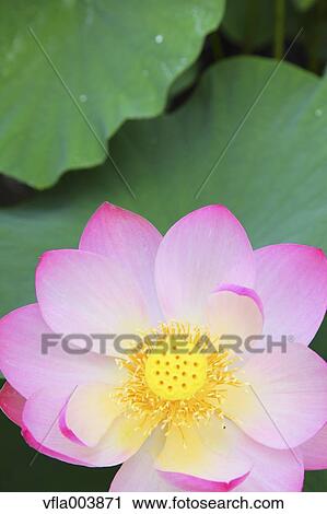 Lotus View Large Photo Image Stock Image - Lotus. Fotosearch