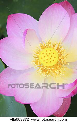 Lotus View Large Photo Image Stock Image - Lotus. Fotosearch
