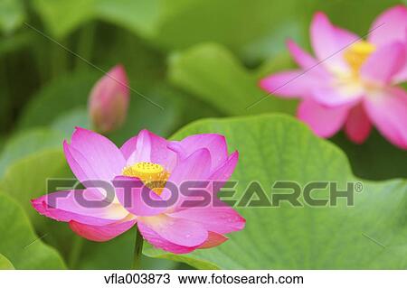 Stock Image - Lotus. Fotosearch