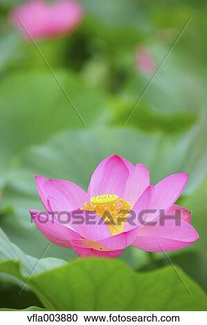 Lotus View Large Photo Image Stock Image - Lotus. Fotosearch