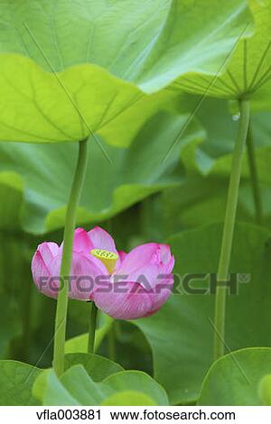 Lotus View Large Photo Image Stock Image - Lotus. Fotosearch