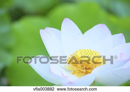 Lotus View Large Photo Image Stock Image - Lotus. Fotosearch