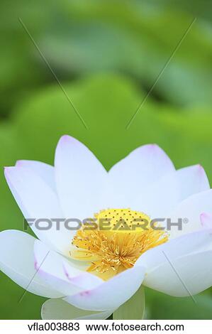 Lotus View Large Photo Image Stock Image - Lotus. Fotosearch